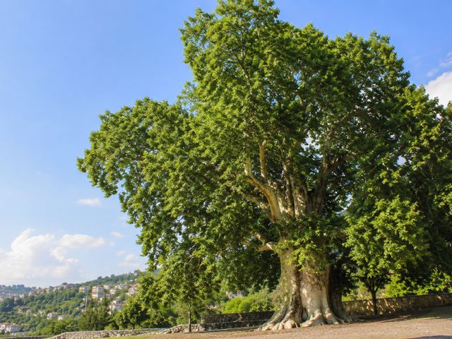 Çınar