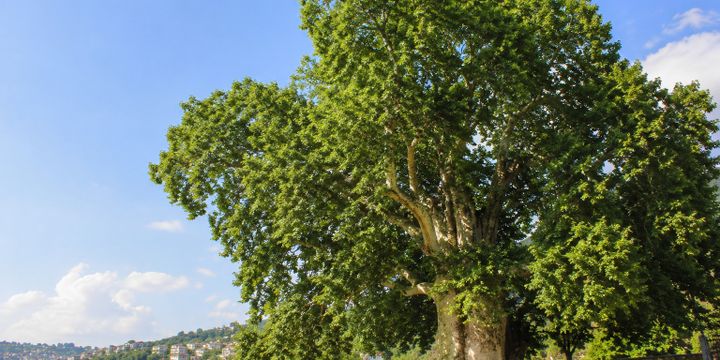 Çınar