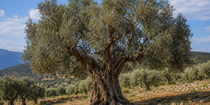 Zeytin